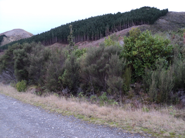 Name:  picture 4005.jpg
Views: 705
Size:  164.1 KB
