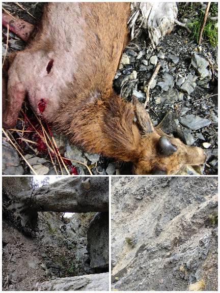 Name:  September2024_Deer.jpeg
Views: 203
Size:  77.4 KB