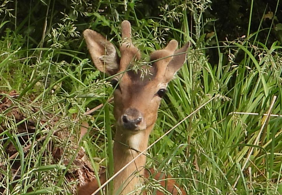 Name:  velvet 2.JPG
Views: 441
Size:  157.8 KB