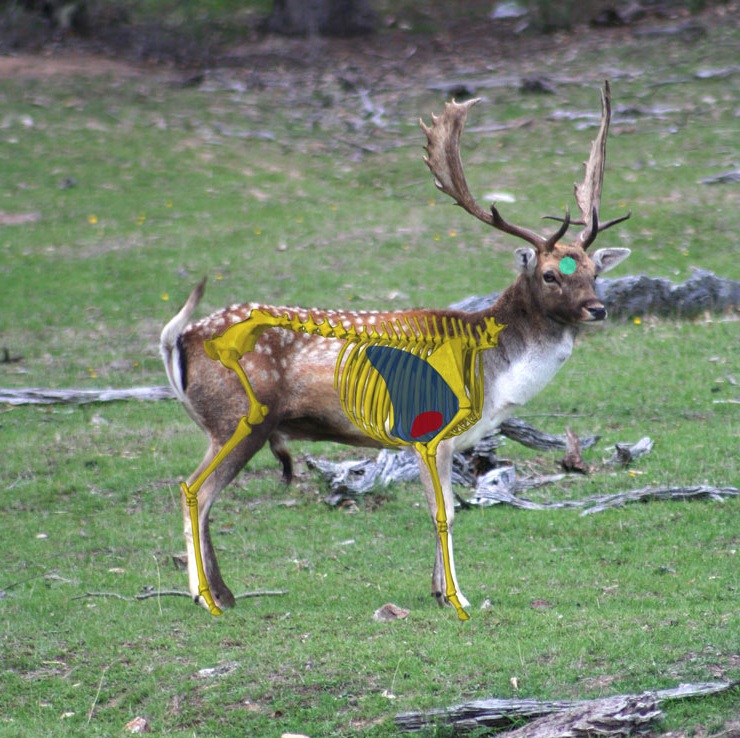 Name:  NSW-deer-shot-placement-head-and-chest.jpg
Views: 317
Size:  217.7 KB