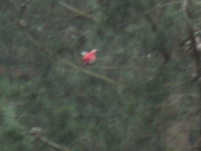 Name:  picture 4136.jpg
Views: 800
Size:  157.4 KB