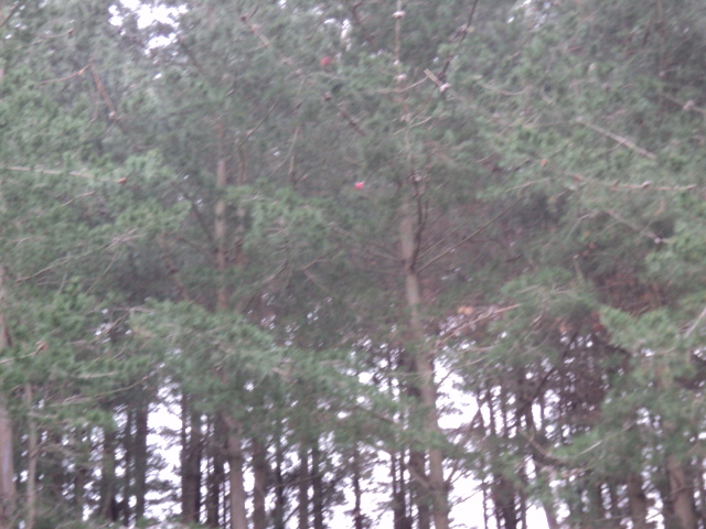 Name:  picture 4137.jpg
Views: 544
Size:  165.0 KB