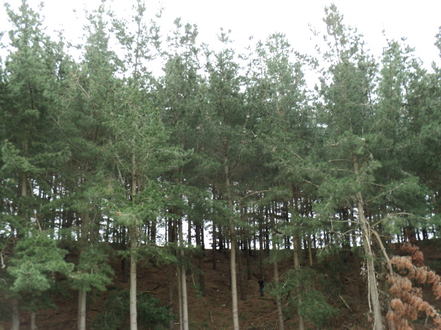 Name:  picture 4139.jpg
Views: 566
Size:  165.3 KB
