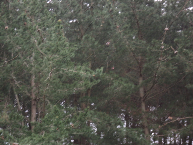 Name:  picture 4140.jpg
Views: 579
Size:  161.2 KB
