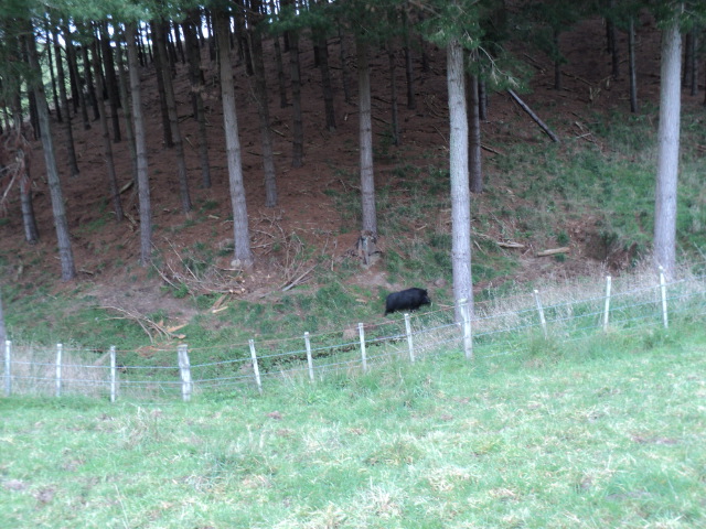 Name:  picture 4142.jpg
Views: 634
Size:  165.1 KB