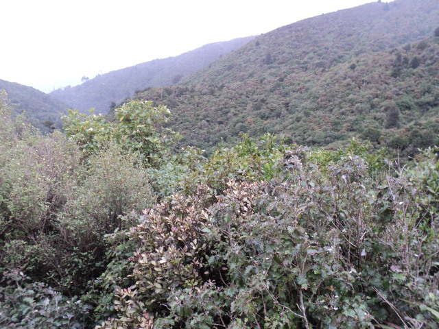 Name:  picture 4156.jpg
Views: 410
Size:  163.4 KB