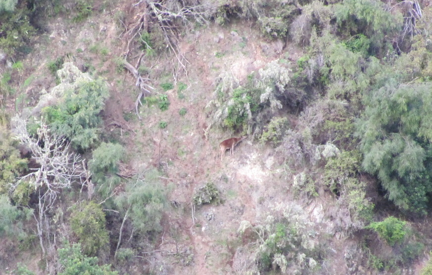 Name:  rusa hind 1.JPG
Views: 611
Size:  310.4 KB