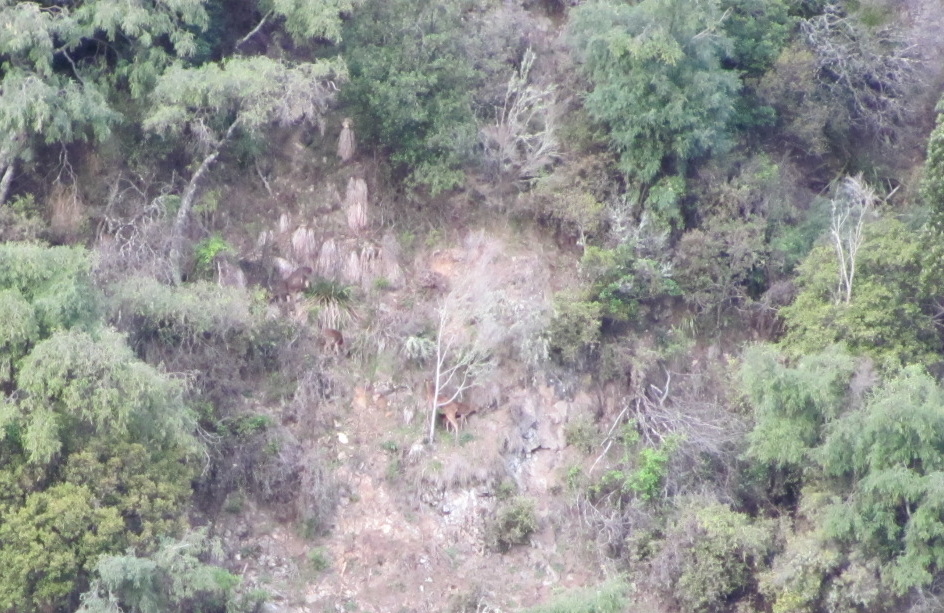 Name:  rusa group.JPG
Views: 615
Size:  338.4 KB
