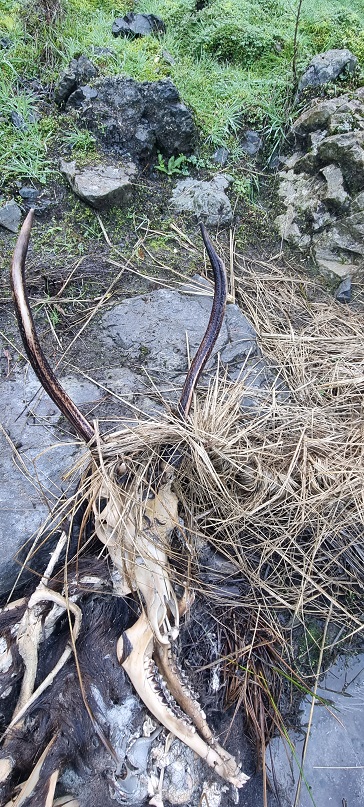 Name:  32B tangled antler, Ruahine's 2023.jpg
Views: 433
Size:  260.4 KB