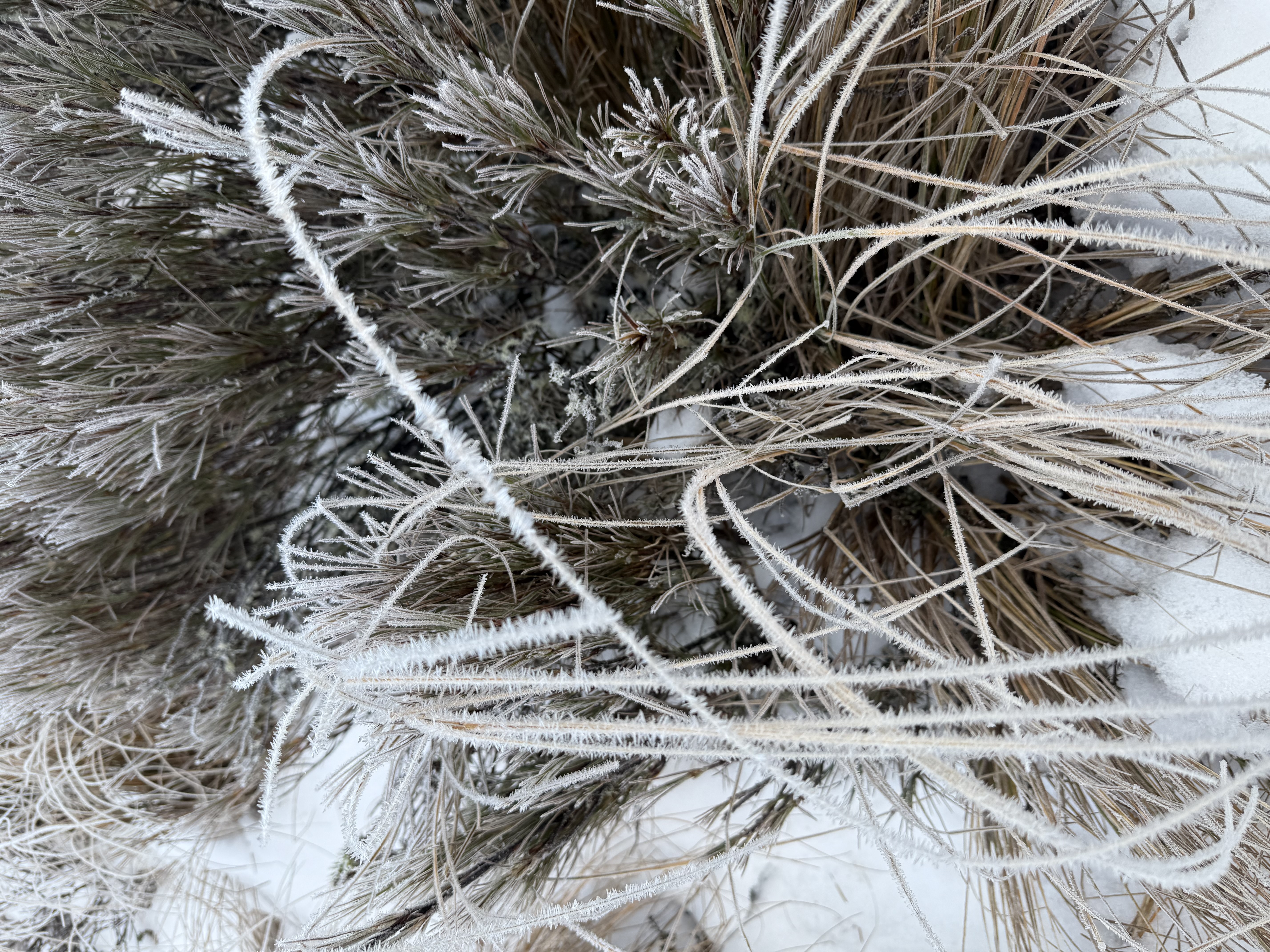 Name:  IMG_6049.jpeg
Views: 519
Size:  6.29 MB