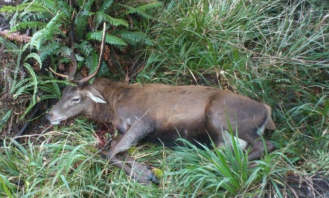 Name:  kaimai stag.JPG
Views: 1081
Size:  214.1 KB