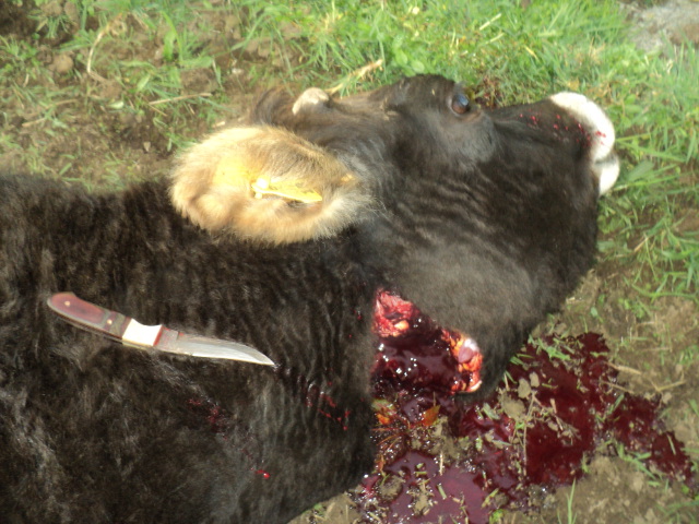 Name:  picture 4299.jpg
Views: 419
Size:  164.5 KB