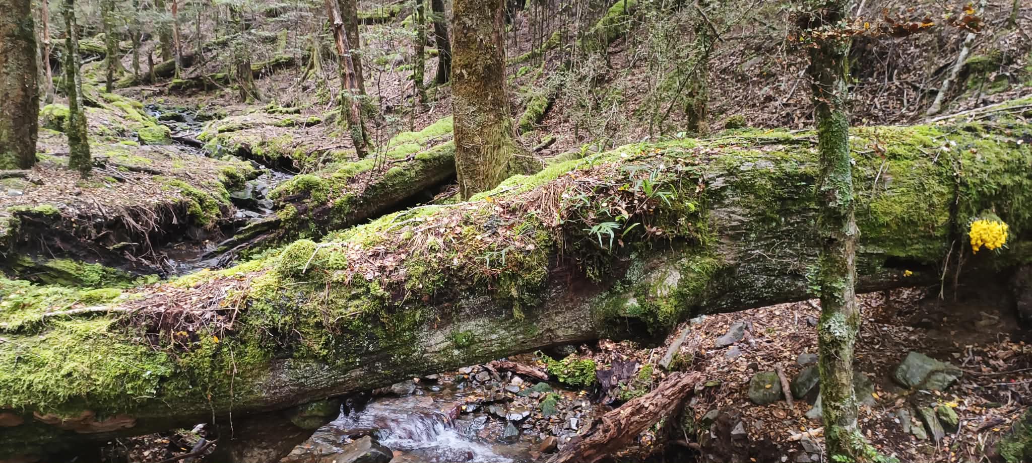 Name:  b77f66a3-55ba-46d9-8f6e-ca44b39b3cf3.jpg
Views: 421
Size:  343.8 KB