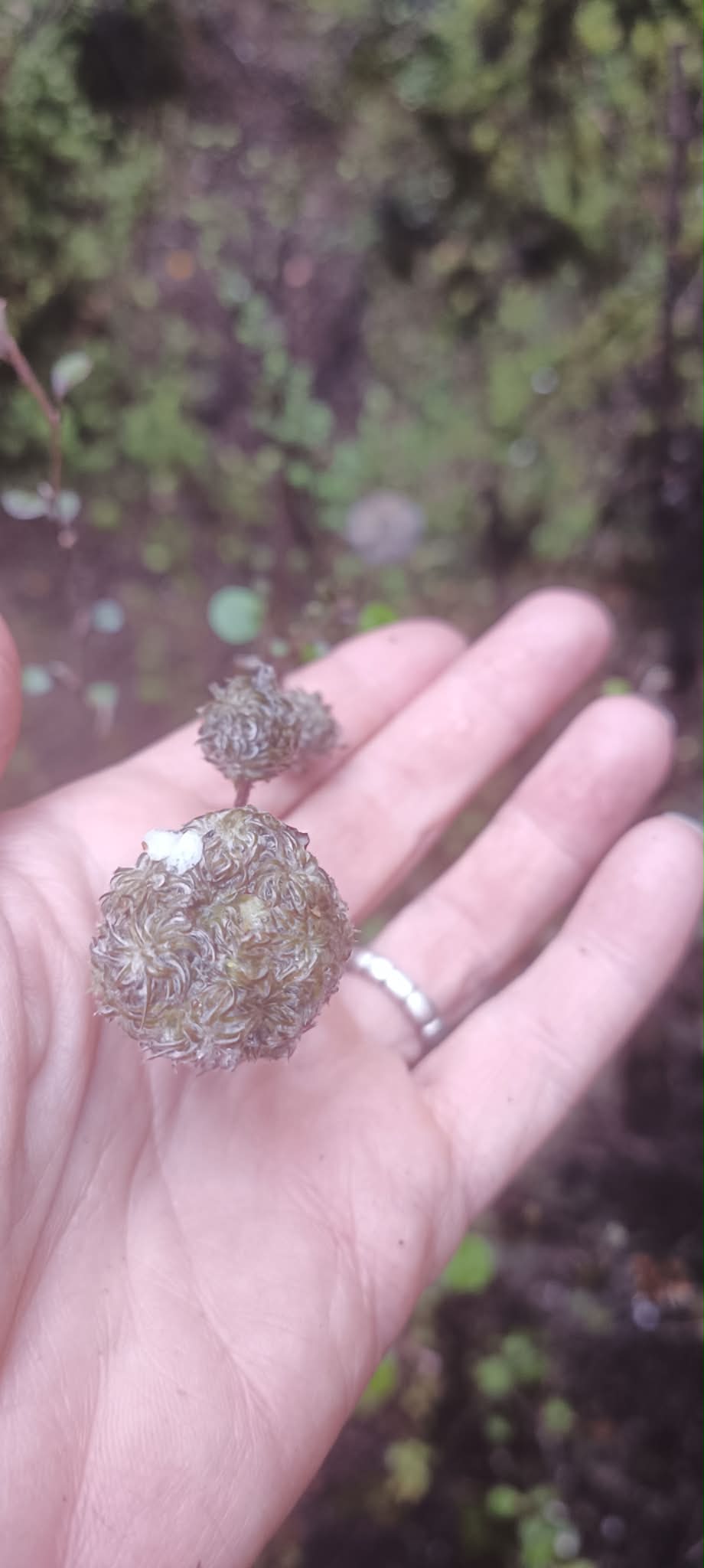 Name:  5ee43e66-efa2-416f-9956-108cc7d63014.jpg
Views: 415
Size:  89.5 KB