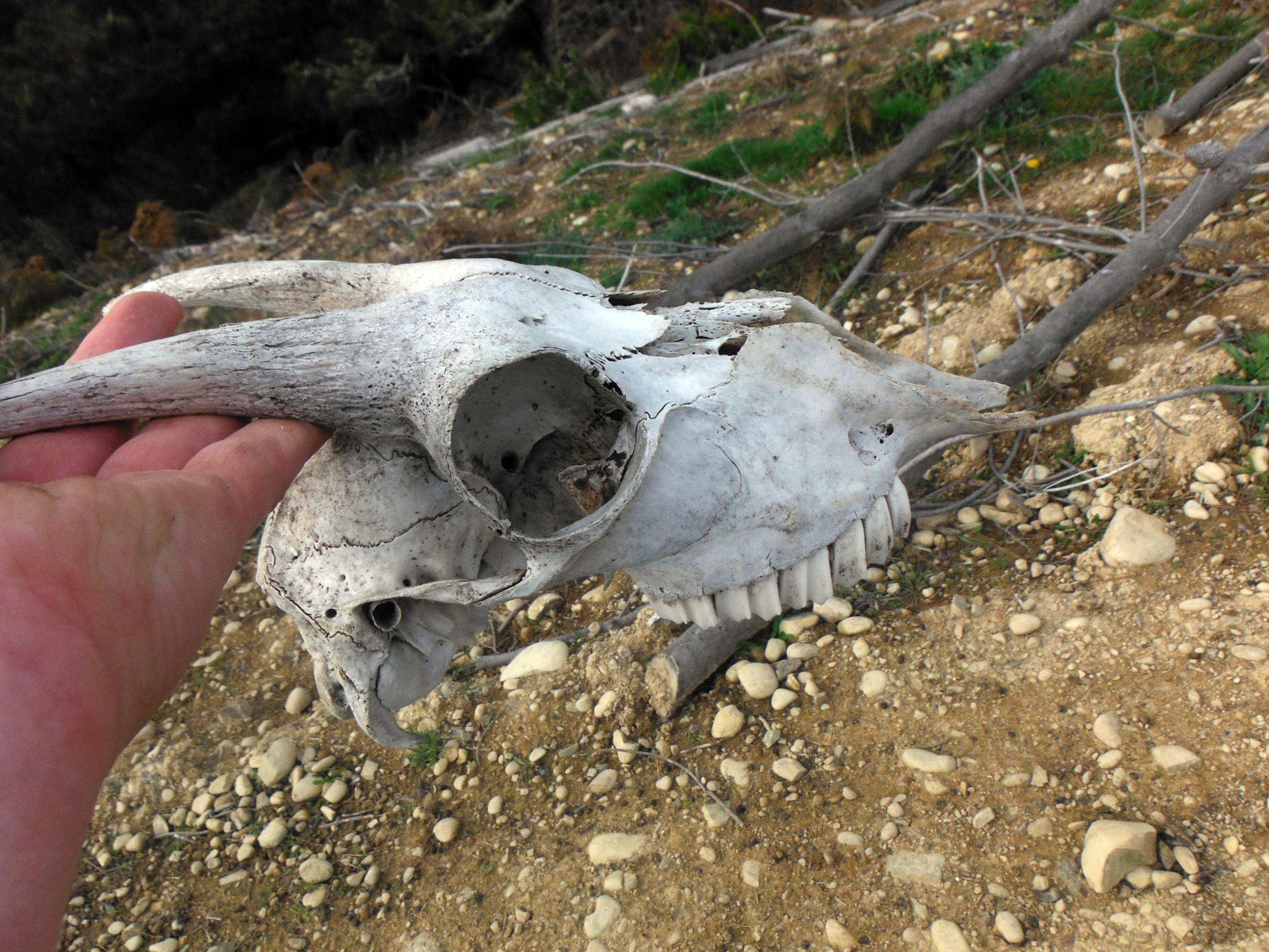 Name:  DSCF3037.jpg
Views: 677
Size:  956.1 KB
