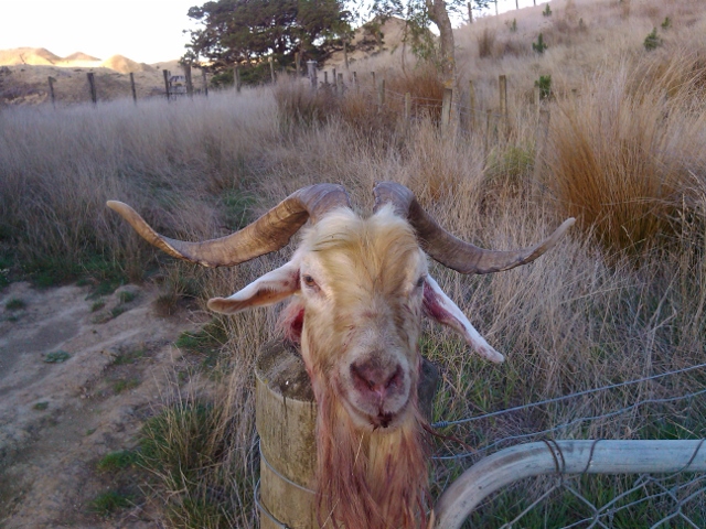 Name:  billy (640x480).jpg
Views: 397
Size:  236.6 KB