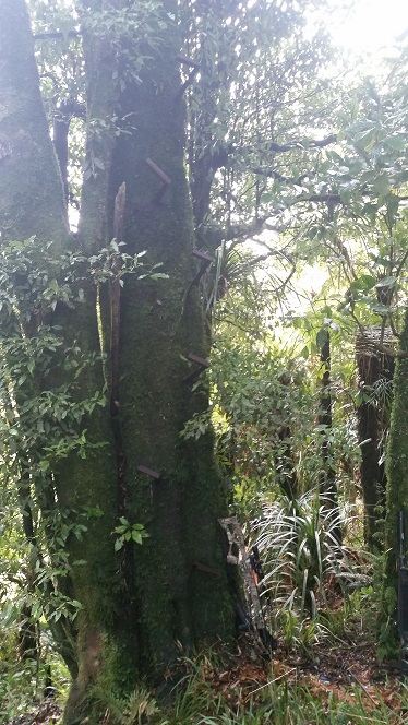 Name:  Tree.jpg
Views: 834
Size:  165.8 KB