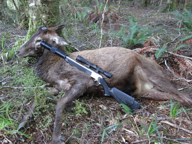 Name:  stag 1.JPG
Views: 595
Size:  174.9 KB
