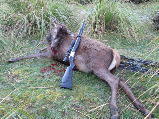 Name:  stag 2.JPG
Views: 550
Size:  186.2 KB