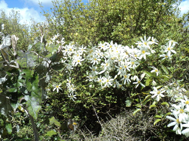 Name:  picture 4508.jpg
Views: 231
Size:  163.8 KB
