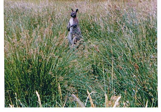 Name:  redneck wallaby.jpg
Views: 1898
Size:  55.0 KB