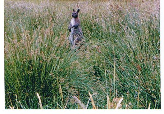 Name:  redneck wallaby.jpg
Views: 1325
Size:  55.0 KB