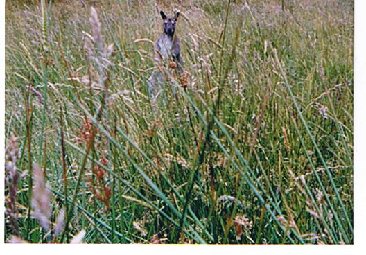 Name:  redneck wallaby1.jpg
Views: 2743
Size:  55.5 KB