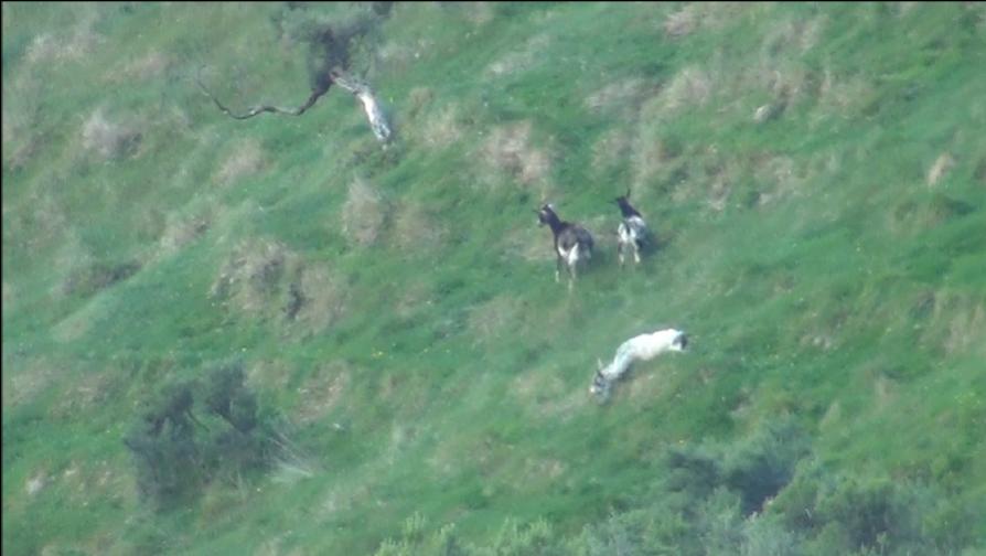 Name:  goats.jpg
Views: 660
Size:  46.1 KB