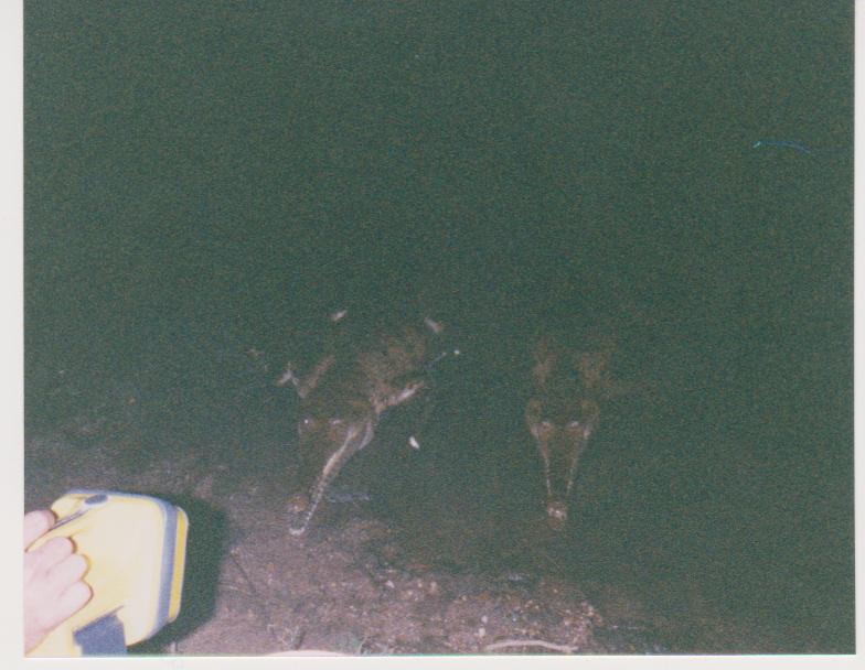 Name:  picture 257.jpg
Views: 958
Size:  59.8 KB