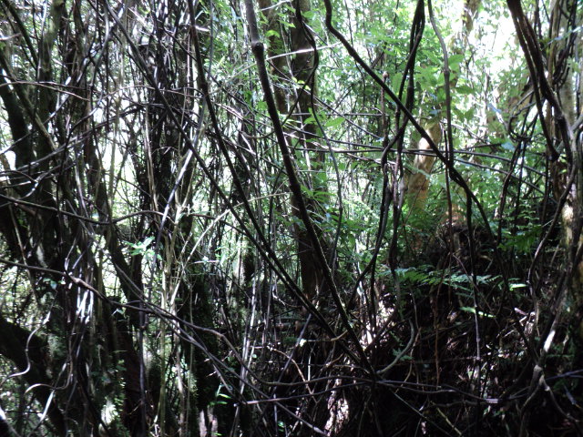 Name:  picture 4701.jpg
Views: 456
Size:  164.2 KB