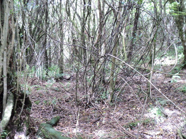 Name:  picture 4703.jpg
Views: 458
Size:  165.0 KB