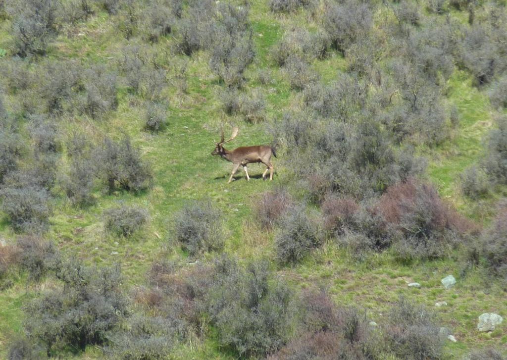 Name:  Fallowbuck.jpg
Views: 884
Size:  150.6 KB