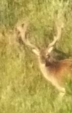 Name:  stag.jpg
Views: 490
Size:  37.0 KB