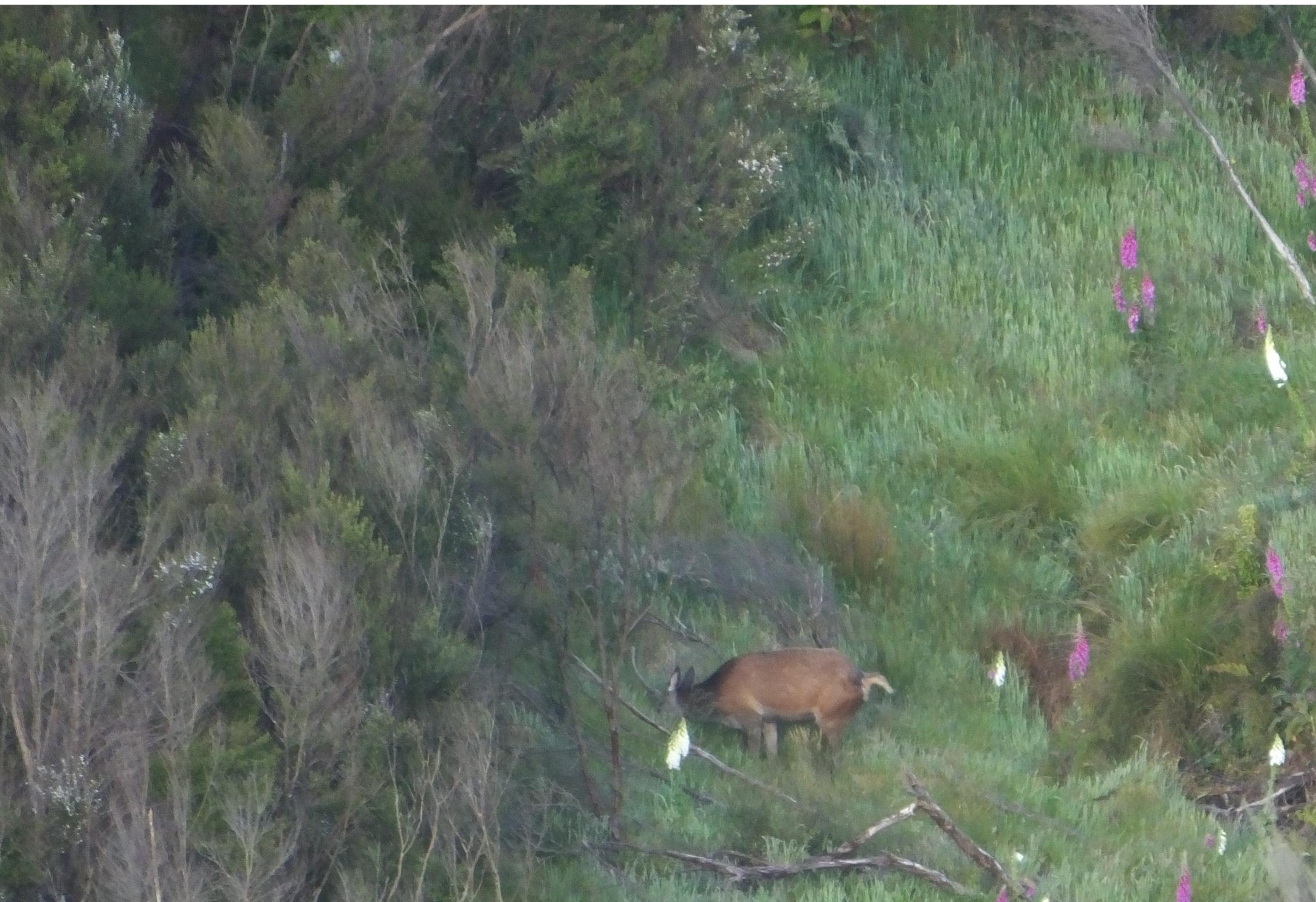 Name:  stag2.jpg
Views: 464
Size:  466.4 KB