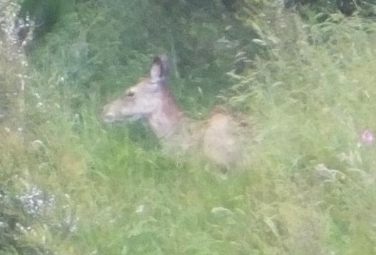 Name:  stag3.jpg
Views: 483
Size:  55.1 KB