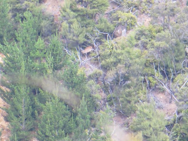 Name:  KAWEKA3.jpg
Views: 488
Size:  68.1 KB