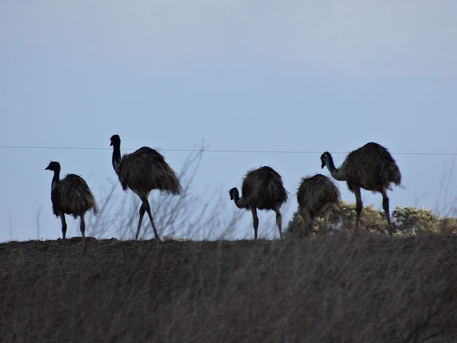 Name:  Emu.JPG
Views: 1819
Size:  98.4 KB