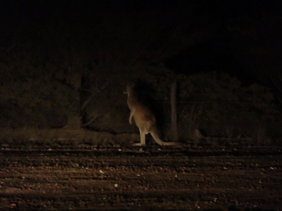 Name:  Roo.JPG
Views: 770
Size:  89.5 KB