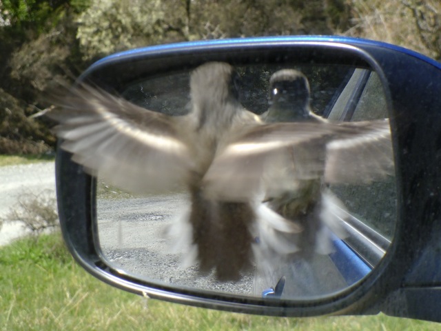 Name:  Fantail in flight .JPG
Views: 764
Size:  83.2 KB