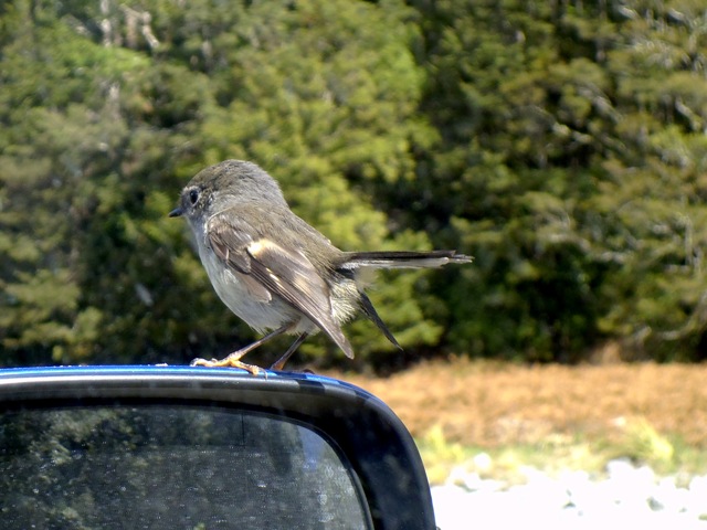 Name:  Fantail.JPG
Views: 733
Size:  96.5 KB