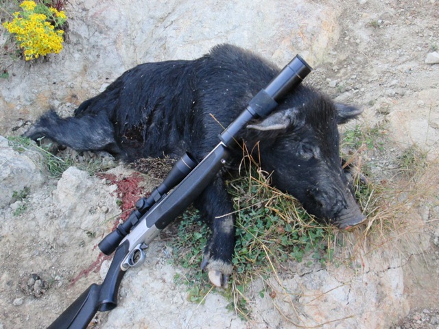Name:  young boar .JPG
Views: 445
Size:  149.8 KB