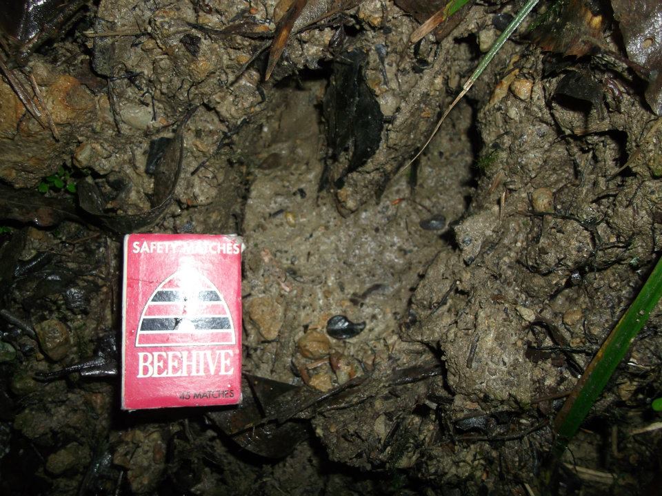 Name:  Closest thing to a animal i found.jpg
Views: 786
Size:  150.6 KB