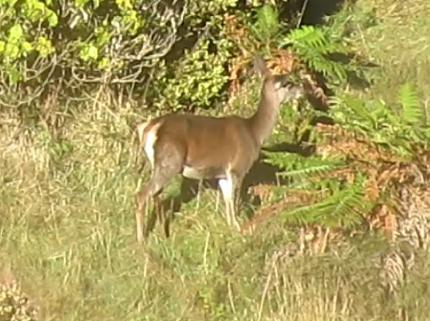 Name:  Hind head up (from video).JPG
Views: 558
Size:  67.5 KB