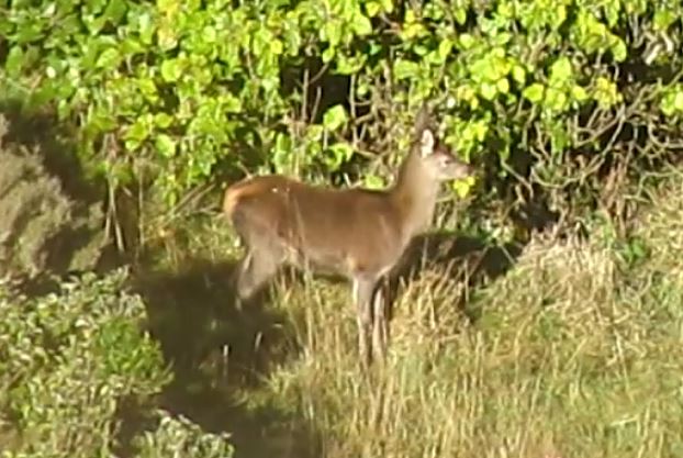Name:  half yearling (from video).JPG
Views: 528
Size:  66.2 KB
