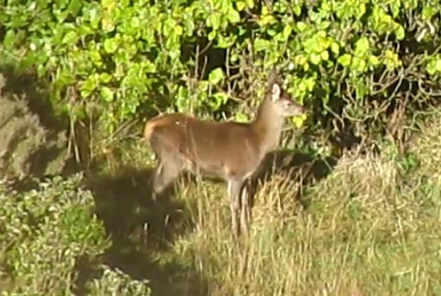 Name:  half yearling (from video).JPG
Views: 551
Size:  66.2 KB