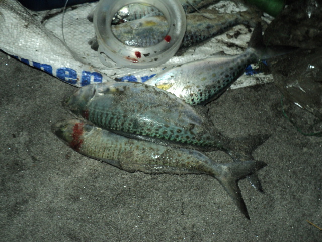Name:  picture 6195.jpg
Views: 209
Size:  162.8 KB