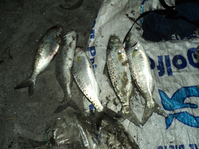 Name:  picture 6196.jpg
Views: 238
Size:  164.5 KB