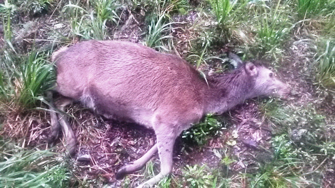 Name:  Kaimai.jpg
Views: 477
Size:  493.1 KB