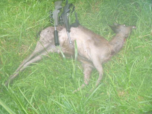 Name:  deer 2.JPG
Views: 624
Size:  248.2 KB
