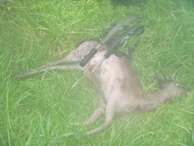 Name:  deer 3.JPG
Views: 476
Size:  239.1 KB